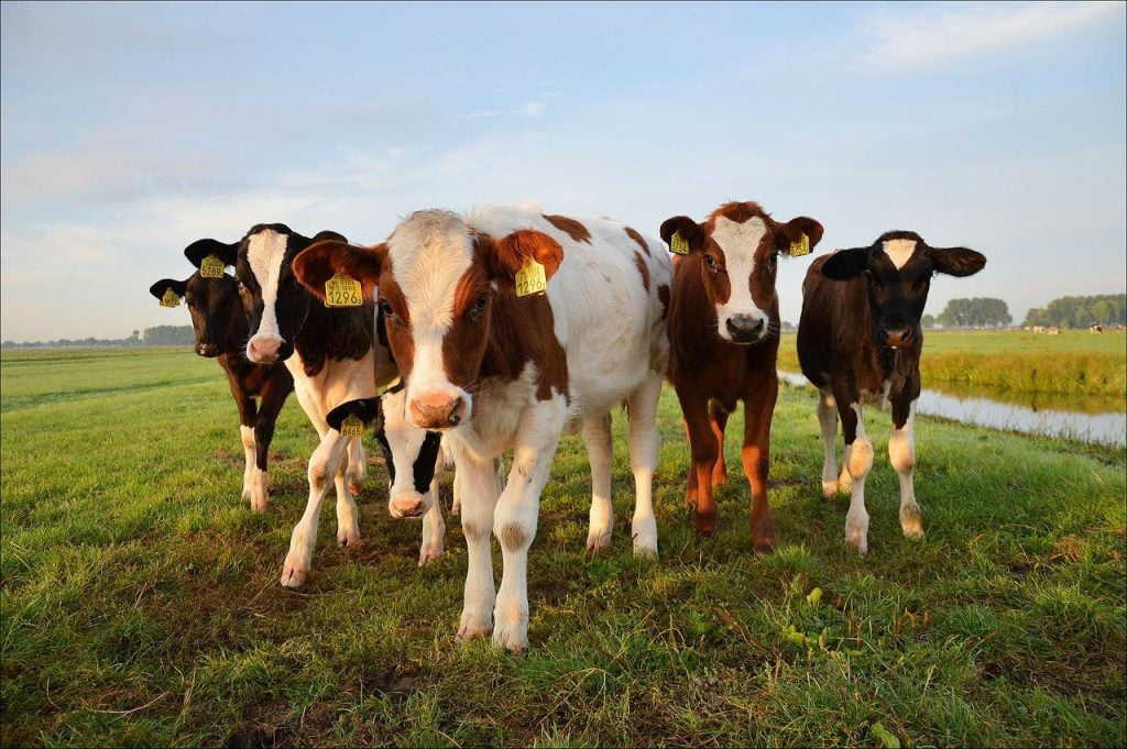 The Benefits of Grass-Fed Beef: A Sustainable and Healthier Choice