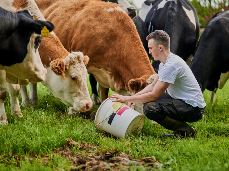 pasture fed cows