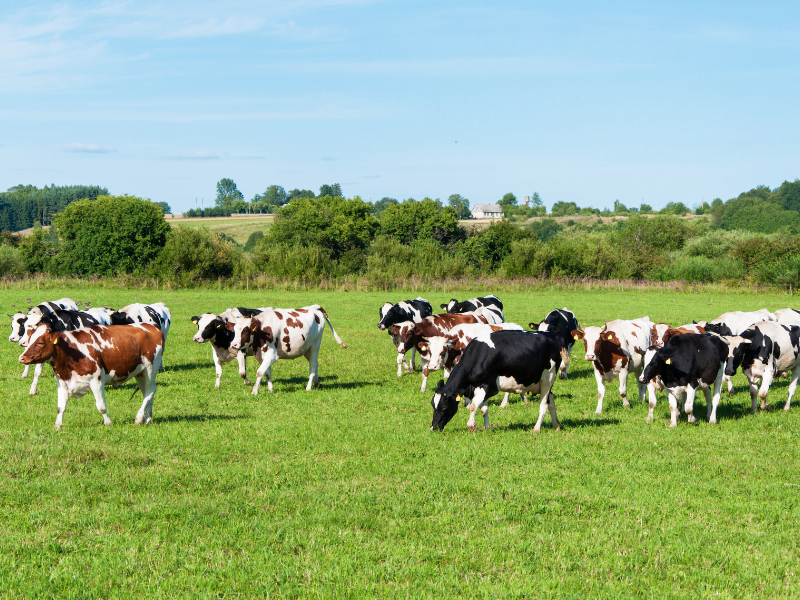 pasture raised cows