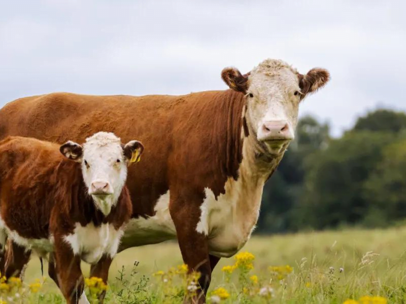 british cattle breeds