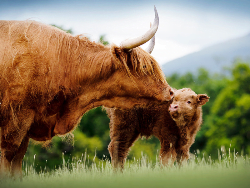 highland cattle farm